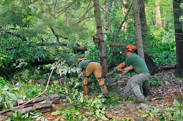 Trusted Wabasso Beach, FL Tree Care Services Experts